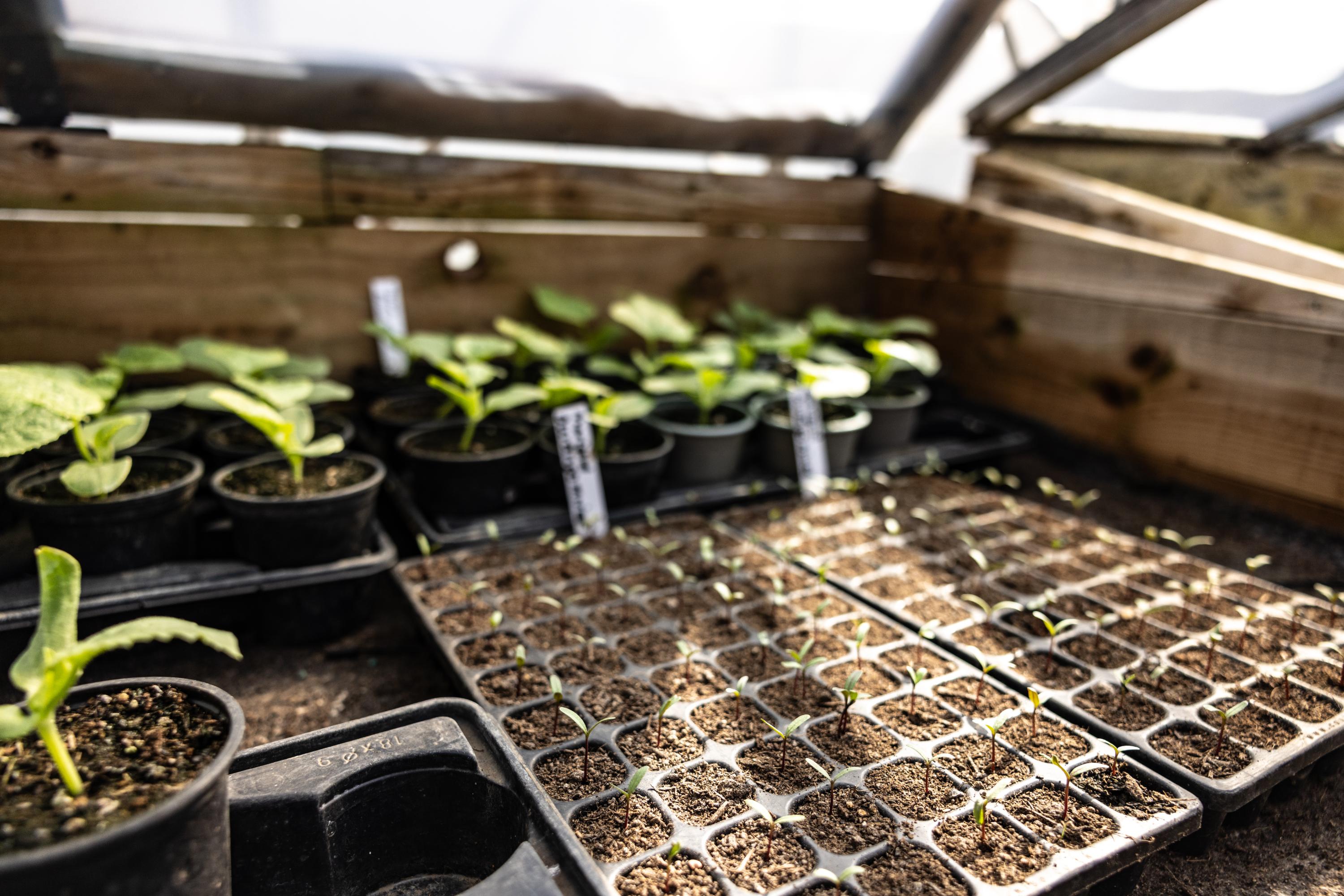 Many seedlings in a greenhouse.