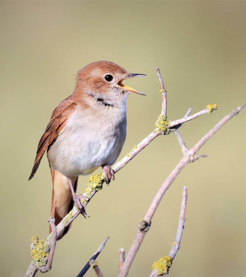 Bird perched on a branch with a blurred green background