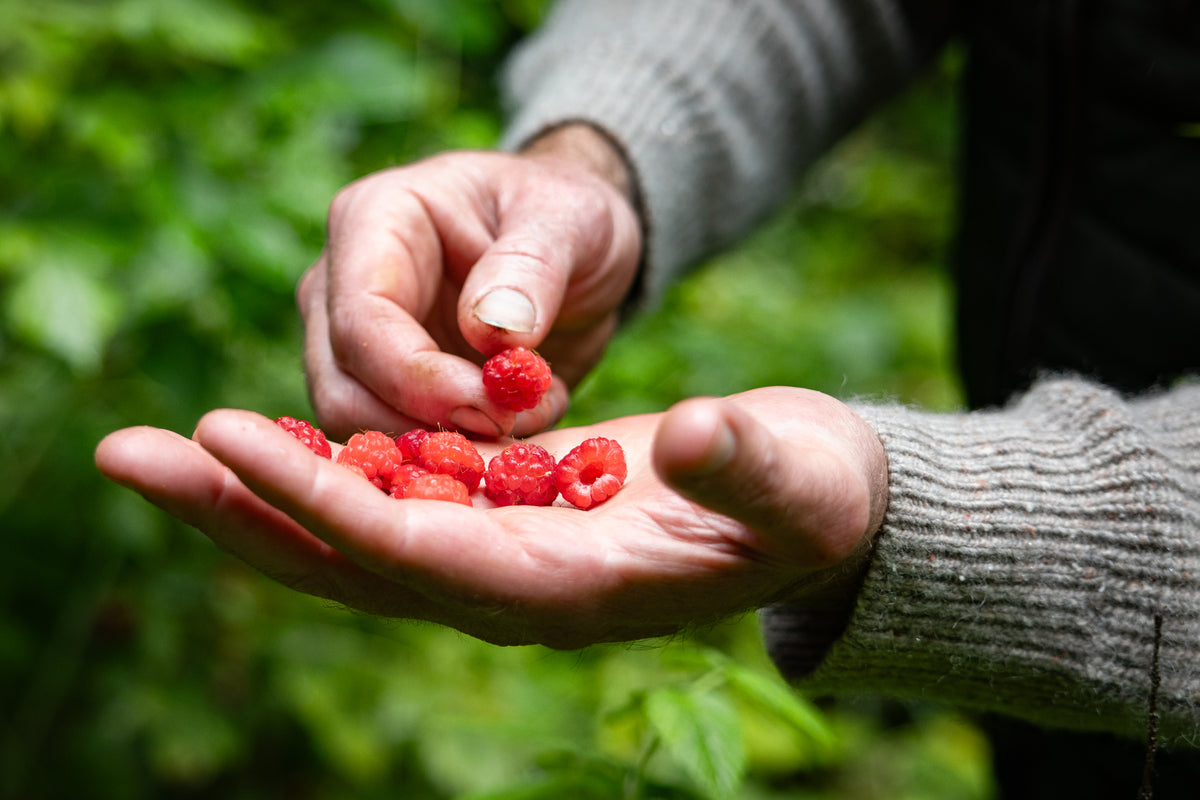 A close-up of a person's hands holding small red berries in their palm.