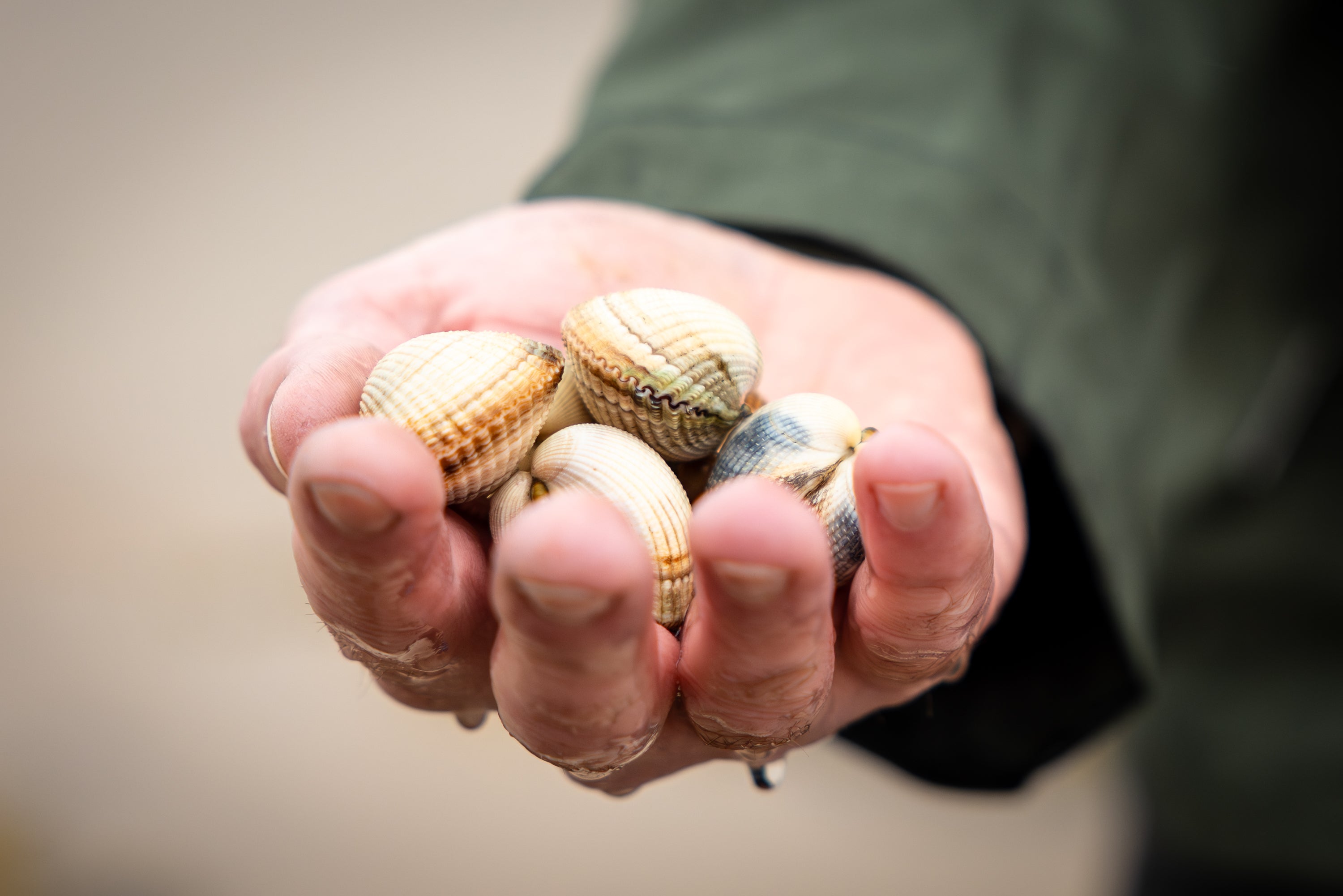 Hand holding small striped shellfish, with a dark green sleeve against a blurred background.