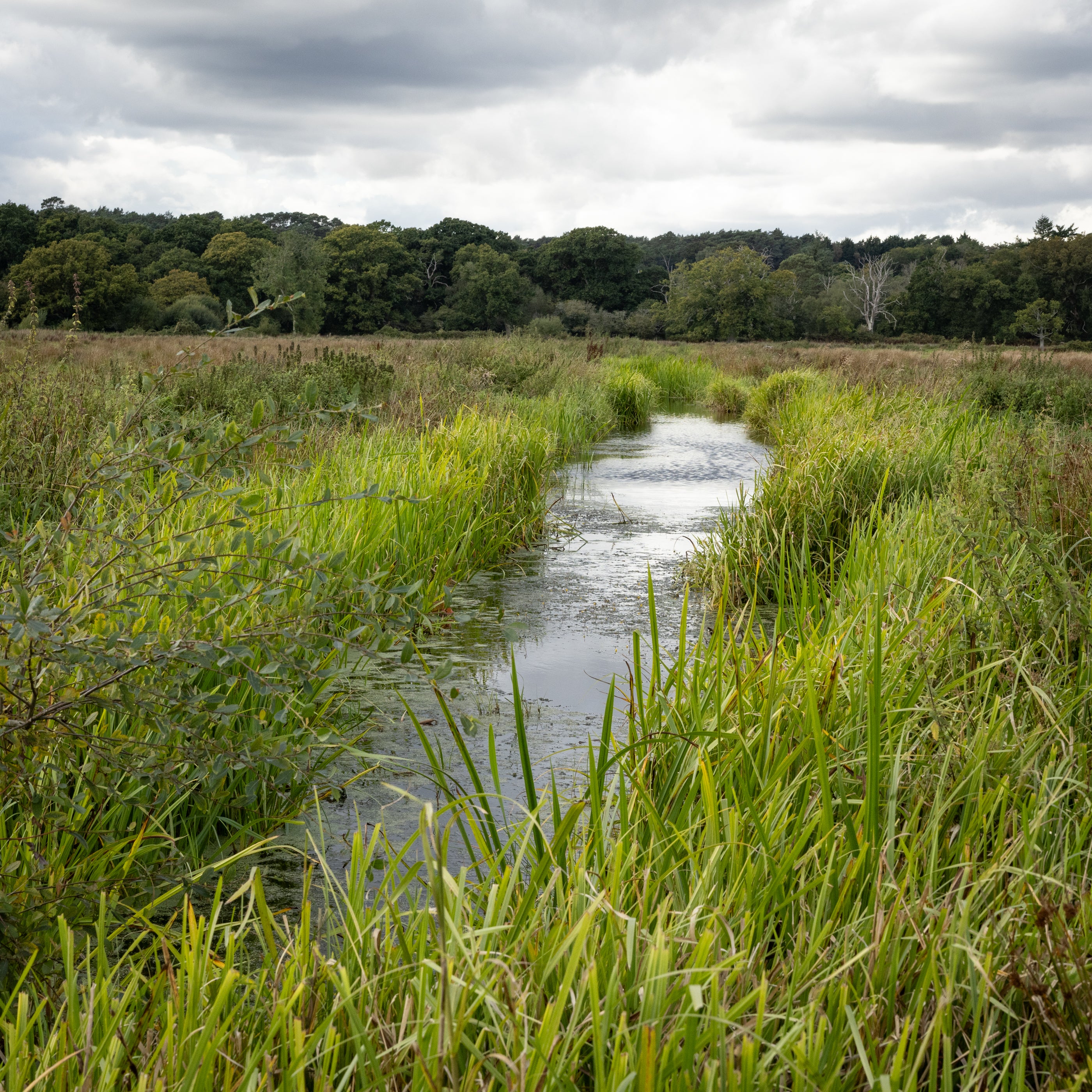 Stream meandering through a grassy wetland with trees in the background