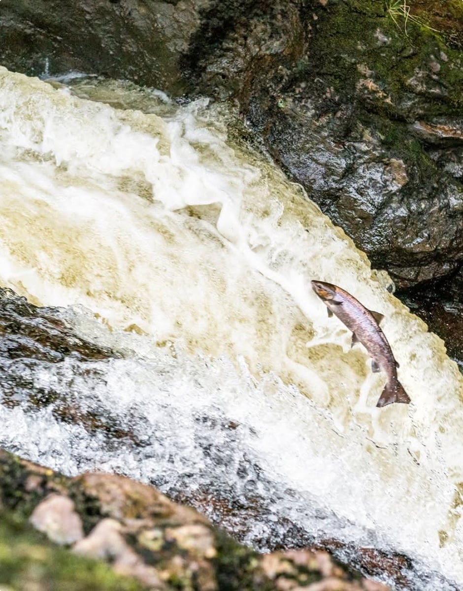 Fish jumping against rushing white water in a rocky stream