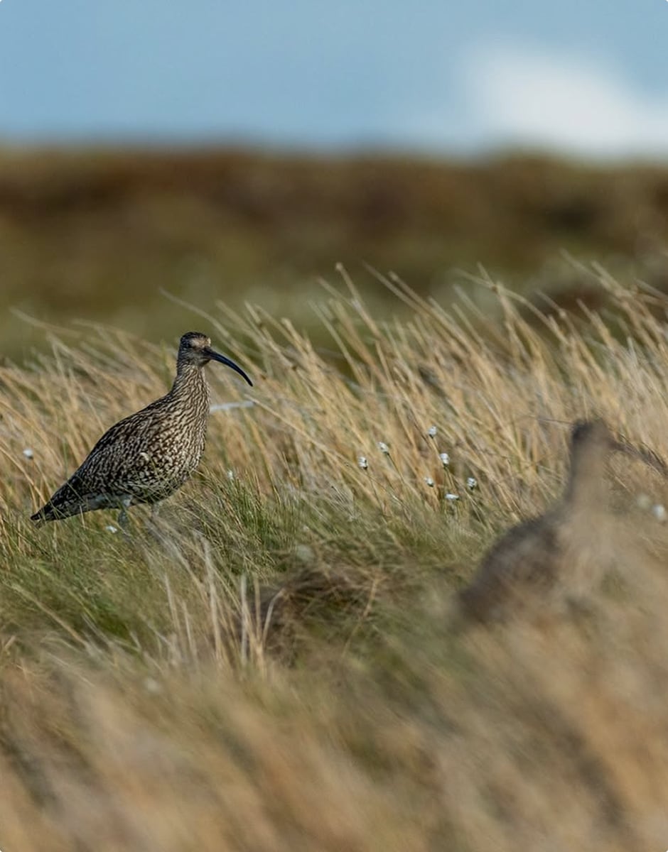 Curlew standing in tall grass on a windswept field